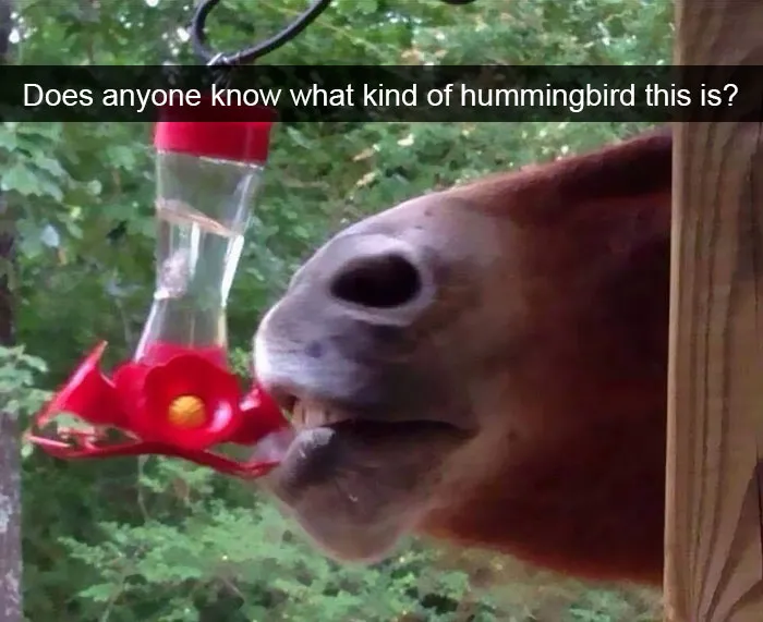 175 Hilarious Animal Snapchats Guaranteed To Make You Laugh Out Loud
