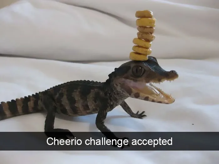 175 Hilarious Animal Snapchats Guaranteed To Make You Laugh Out Loud