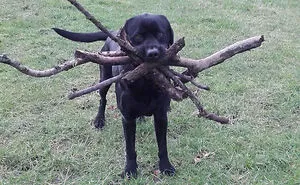 175 Hilarious Animal Snapchats Guaranteed To Make You Laugh Out Loud