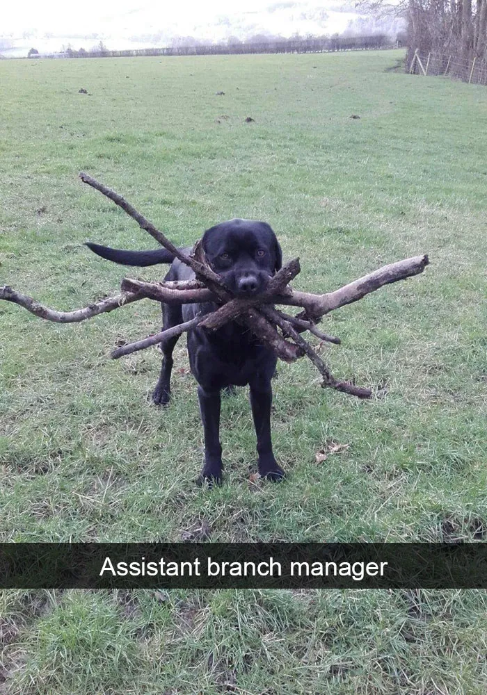 175 Hilarious Animal Snapchats Guaranteed To Make You Laugh Out Loud