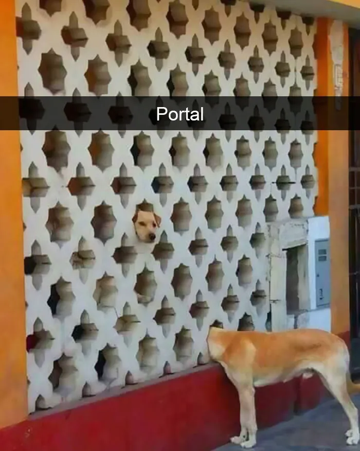 175 Hilarious Animal Snapchats Guaranteed To Make You Laugh Out Loud