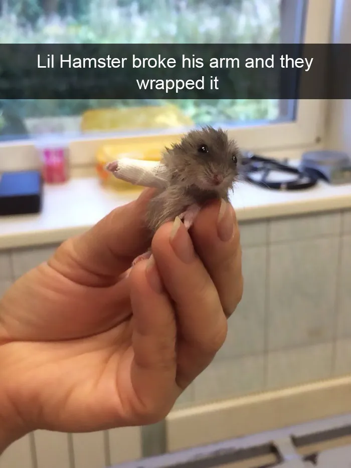 175 Hilarious Animal Snapchats Guaranteed To Make You Laugh Out Loud