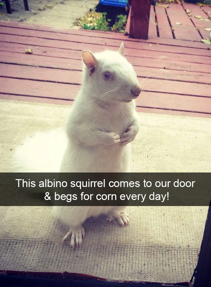 175 Hilarious Animal Snapchats Guaranteed To Make You Laugh Out Loud