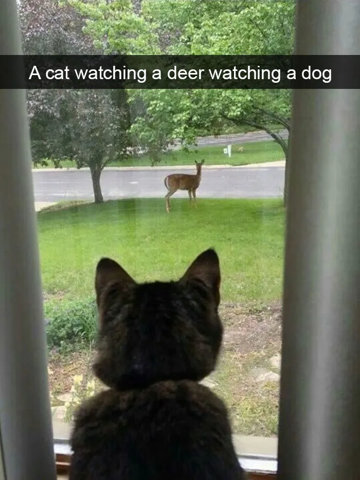 175 Hilarious Animal Snapchats Guaranteed To Make You Laugh Out Loud