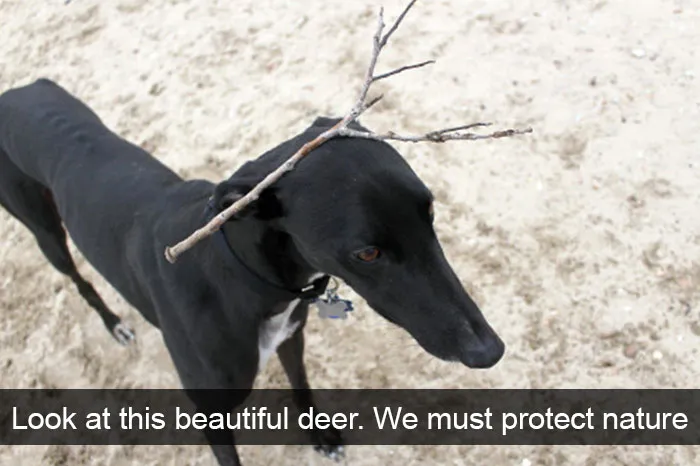 175 Hilarious Animal Snapchats Guaranteed To Make You Laugh Out Loud