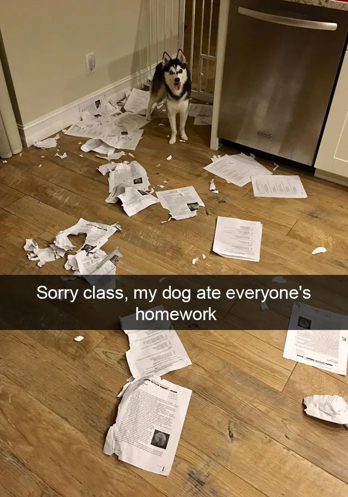 175 Hilarious Animal Snapchats Guaranteed To Make You Laugh Out Loud
