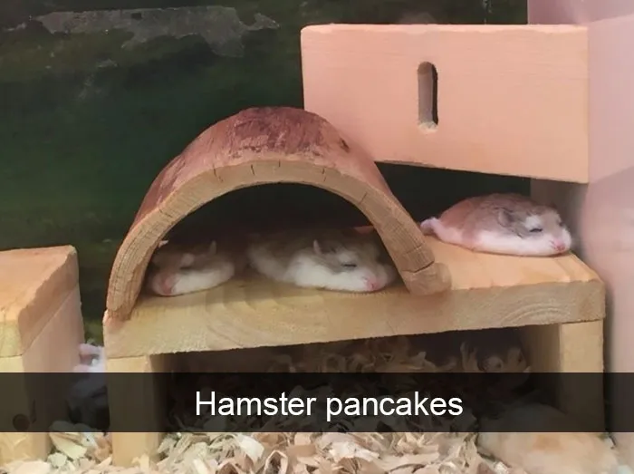 175 Hilarious Animal Snapchats Guaranteed To Make You Laugh Out Loud