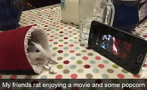 175 Hilarious Animal Snapchats Guaranteed To Make You Laugh Out Loud