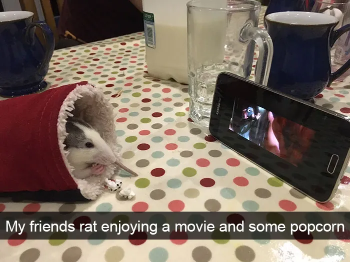 175 Hilarious Animal Snapchats Guaranteed To Make You Laugh Out Loud