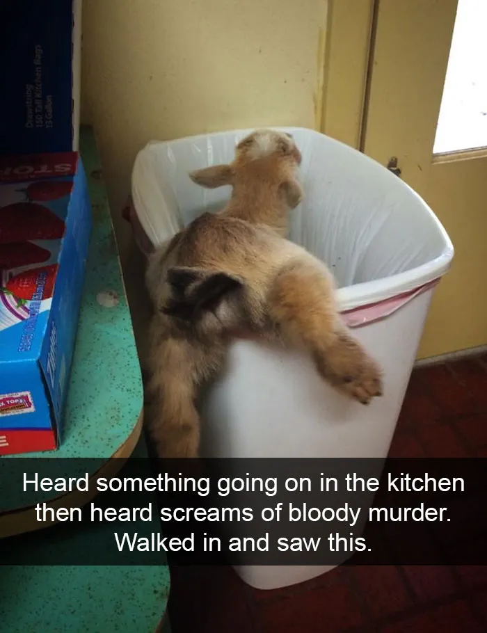 175 Hilarious Animal Snapchats Guaranteed To Make You Laugh Out Loud