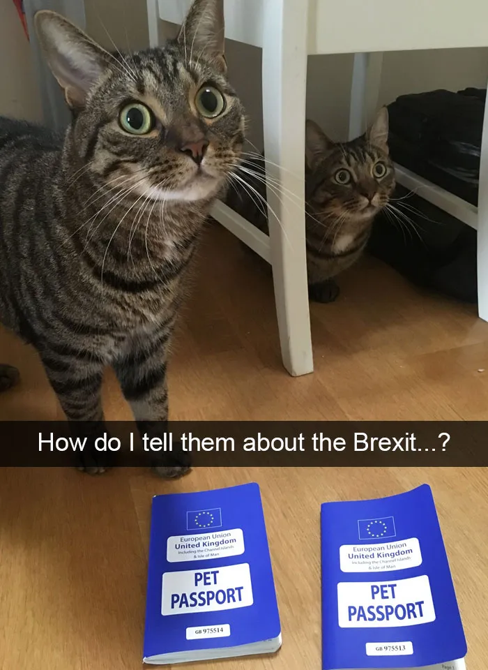 175 Hilarious Animal Snapchats Guaranteed To Make You Laugh Out Loud