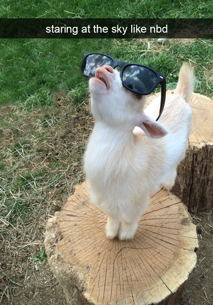 175 Hilarious Animal Snapchats Guaranteed To Make You Laugh Out Loud