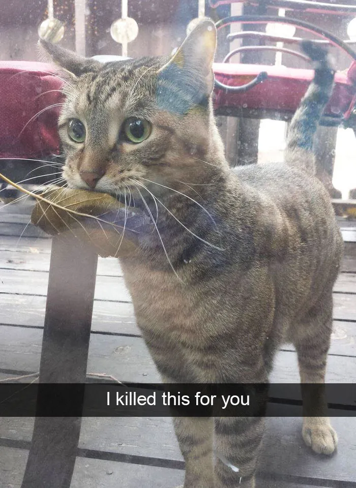 175 Hilarious Animal Snapchats Guaranteed To Make You Laugh Out Loud