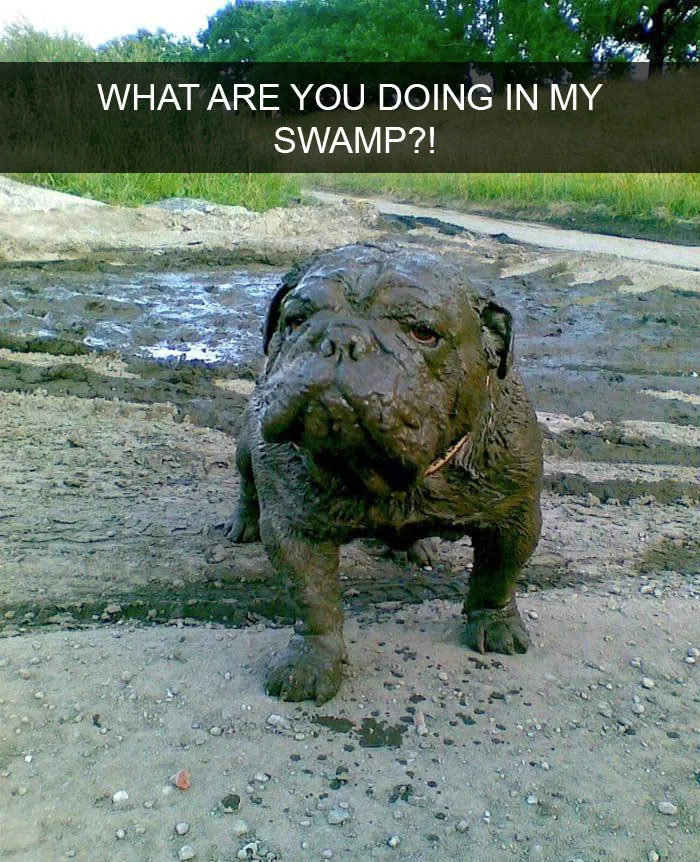 175 Hilarious Animal Snapchats Guaranteed To Make You Laugh Out Loud