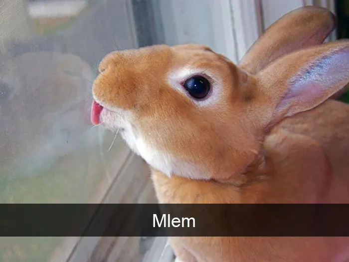 175 Hilarious Animal Snapchats Guaranteed To Make You Laugh Out Loud