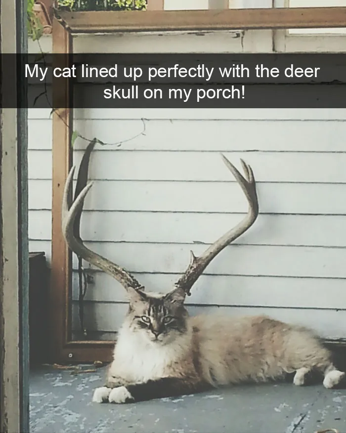 175 Hilarious Animal Snapchats Guaranteed To Make You Laugh Out Loud