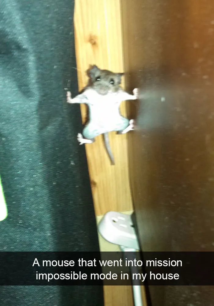 175 Hilarious Animal Snapchats Guaranteed To Make You Laugh Out Loud