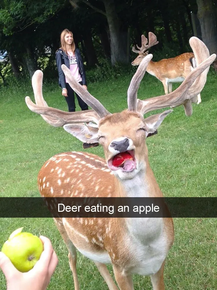 175 Hilarious Animal Snapchats Guaranteed To Make You Laugh Out Loud