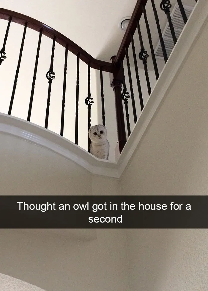 175 Hilarious Animal Snapchats Guaranteed To Make You Laugh Out Loud