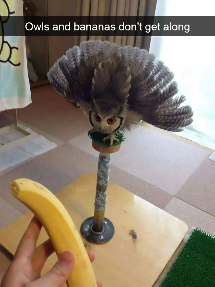 175 Hilarious Animal Snapchats Guaranteed To Make You Laugh Out Loud