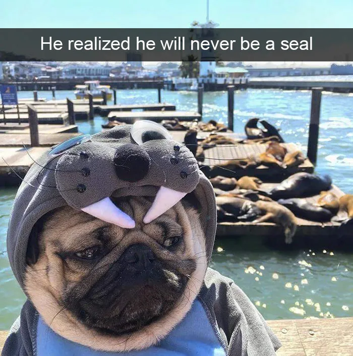175 Hilarious Animal Snapchats Guaranteed To Make You Laugh Out Loud