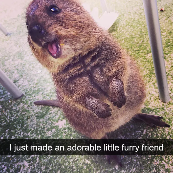 175 Hilarious Animal Snapchats Guaranteed To Make You Laugh Out Loud