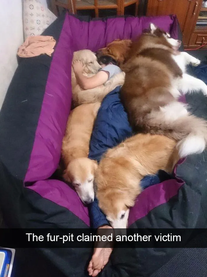175 Hilarious Animal Snapchats Guaranteed To Make You Laugh Out Loud