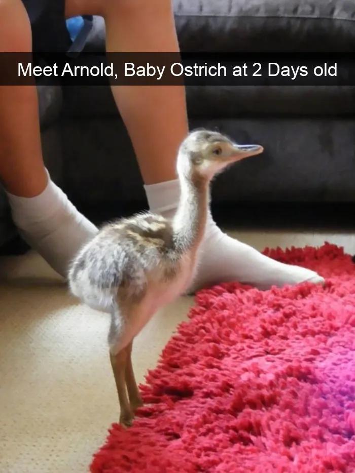 175 Hilarious Animal Snapchats Guaranteed To Make You Laugh Out Loud