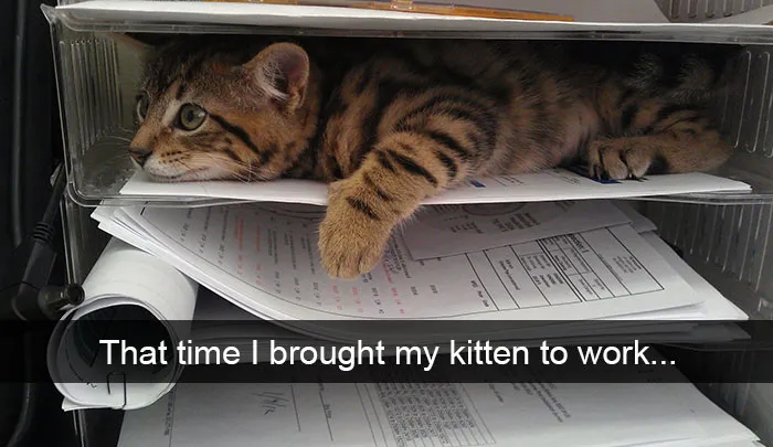 175 Hilarious Animal Snapchats Guaranteed To Make You Laugh Out Loud
