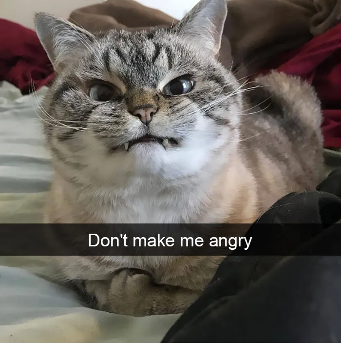 175 Hilarious Animal Snapchats Guaranteed To Make You Laugh Out Loud