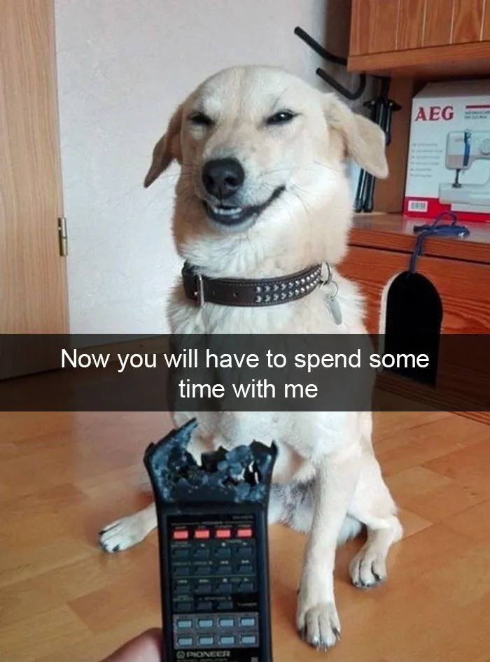 175 Hilarious Animal Snapchats Guaranteed To Make You Laugh Out Loud