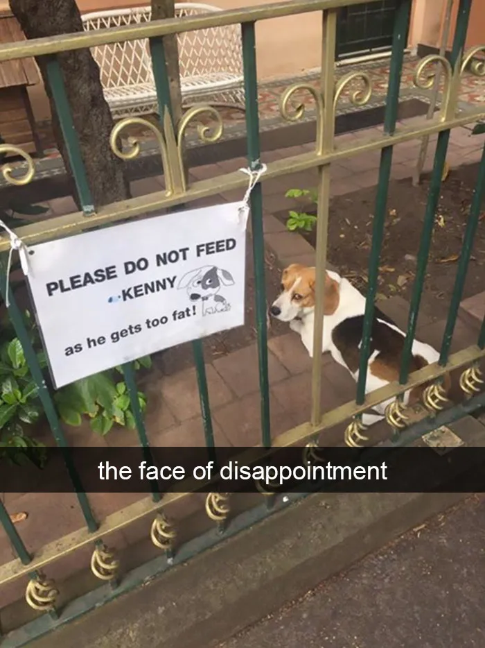 175 Hilarious Animal Snapchats Guaranteed To Make You Laugh Out Loud