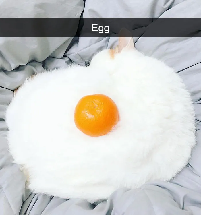 175 Hilarious Animal Snapchats Guaranteed To Make You Laugh Out Loud