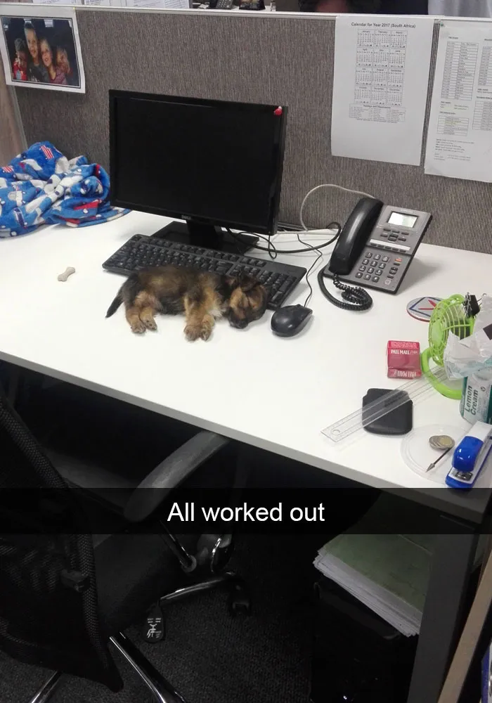175 Hilarious Animal Snapchats Guaranteed To Make You Laugh Out Loud