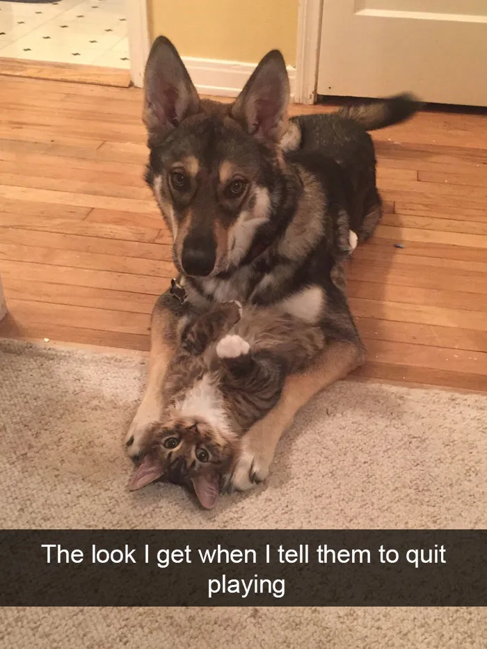 175 Hilarious Animal Snapchats Guaranteed To Make You Laugh Out Loud