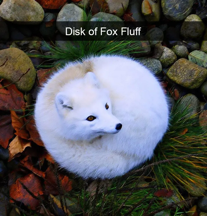 175 Hilarious Animal Snapchats Guaranteed To Make You Laugh Out Loud