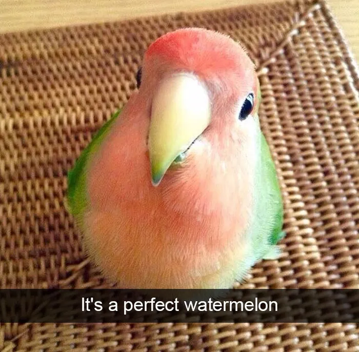 175 Hilarious Animal Snapchats Guaranteed To Make You Laugh Out Loud