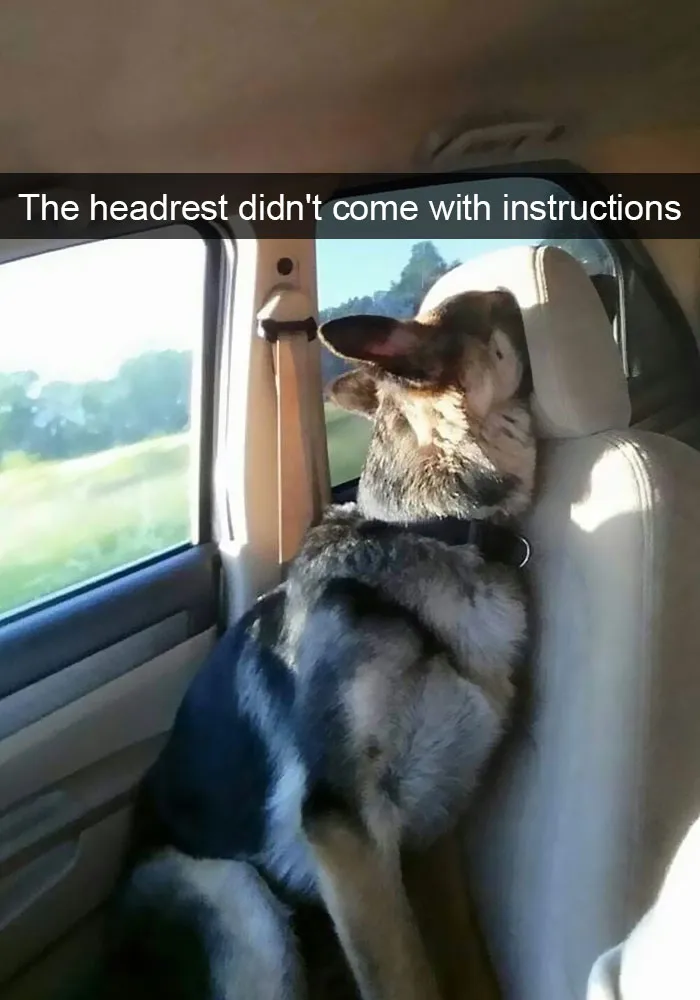 175 Hilarious Animal Snapchats Guaranteed To Make You Laugh Out Loud