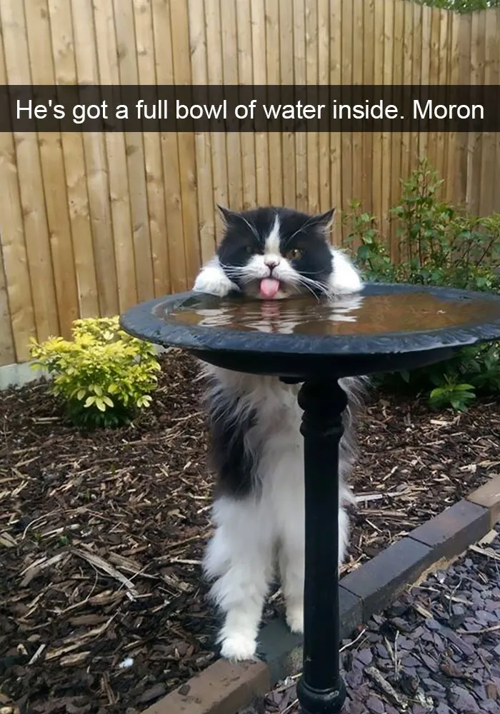 175 Hilarious Animal Snapchats Guaranteed To Make You Laugh Out Loud