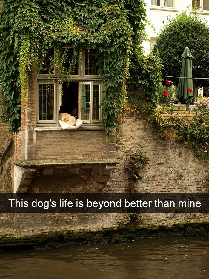175 Hilarious Animal Snapchats Guaranteed To Make You Laugh Out Loud