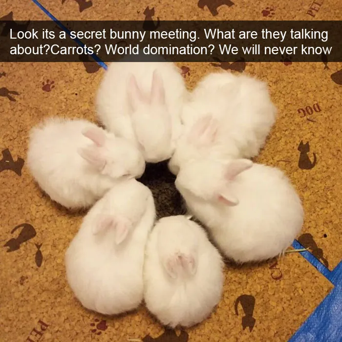 175 Hilarious Animal Snapchats Guaranteed To Make You Laugh Out Loud