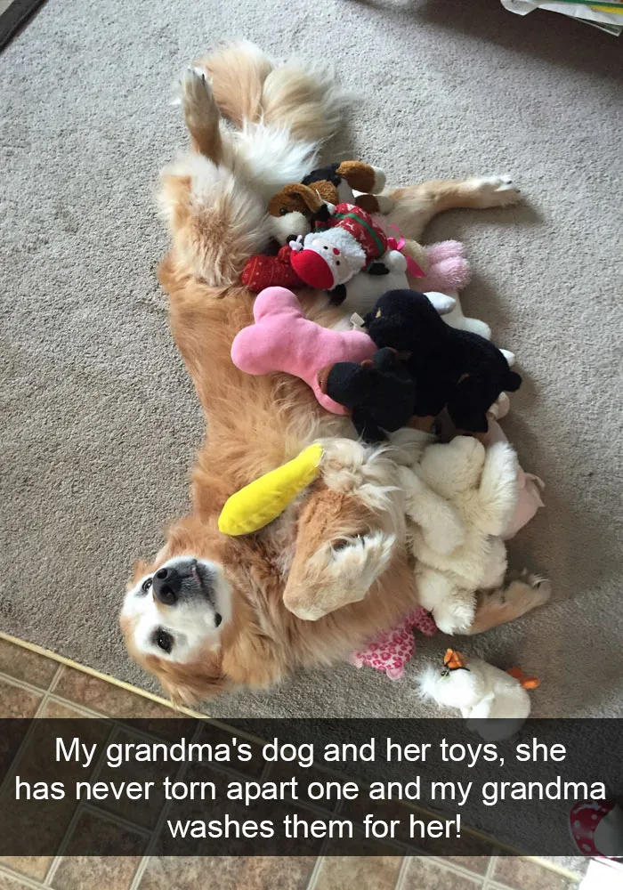 175 Hilarious Animal Snapchats Guaranteed To Make You Laugh Out Loud