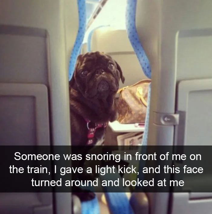175 Hilarious Animal Snapchats Guaranteed To Make You Laugh Out Loud