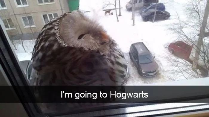 175 Hilarious Animal Snapchats Guaranteed To Make You Laugh Out Loud