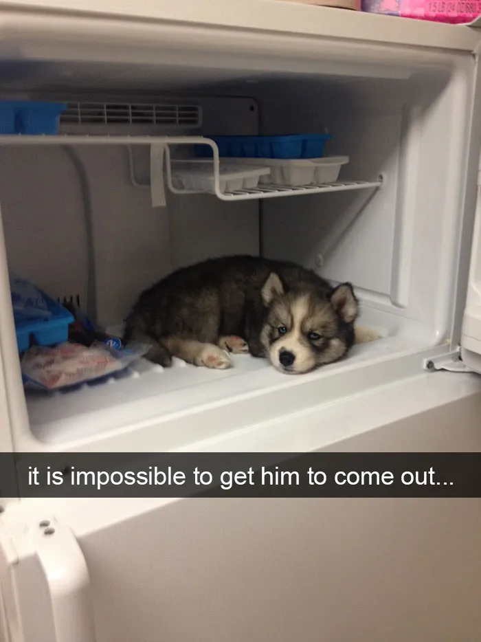 175 Hilarious Animal Snapchats Guaranteed To Make You Laugh Out Loud