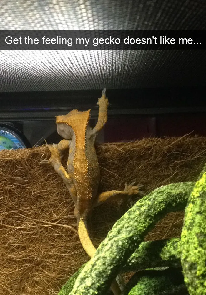 175 Hilarious Animal Snapchats Guaranteed To Make You Laugh Out Loud