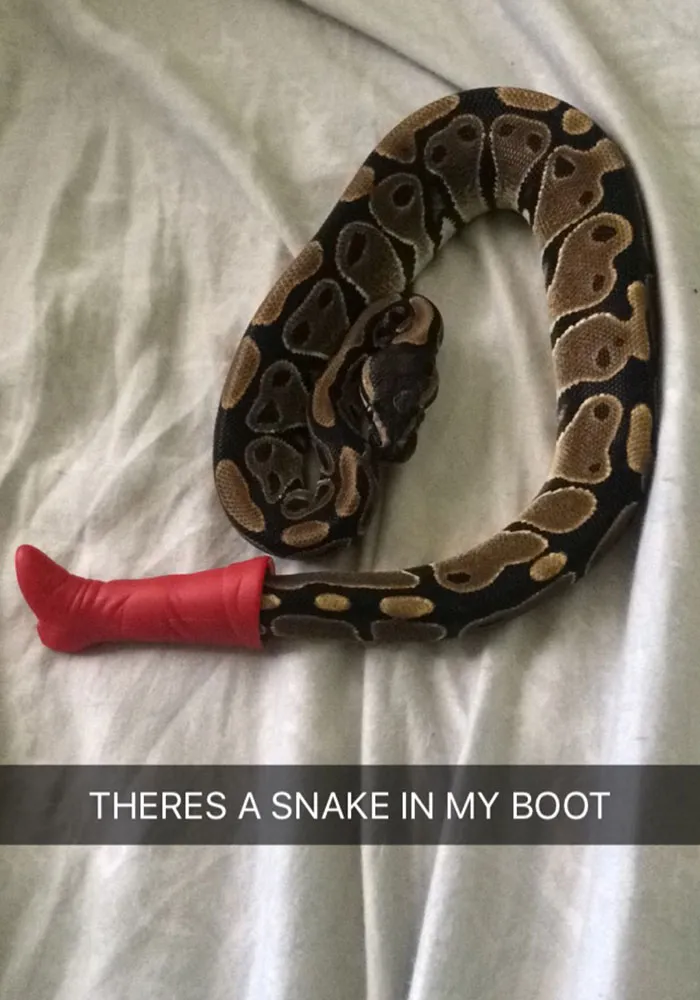 175 Hilarious Animal Snapchats Guaranteed To Make You Laugh Out Loud
