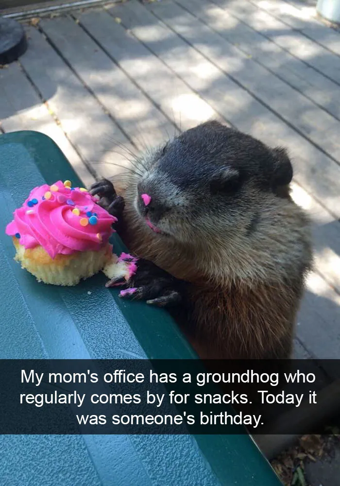 175 Hilarious Animal Snapchats Guaranteed To Make You Laugh Out Loud