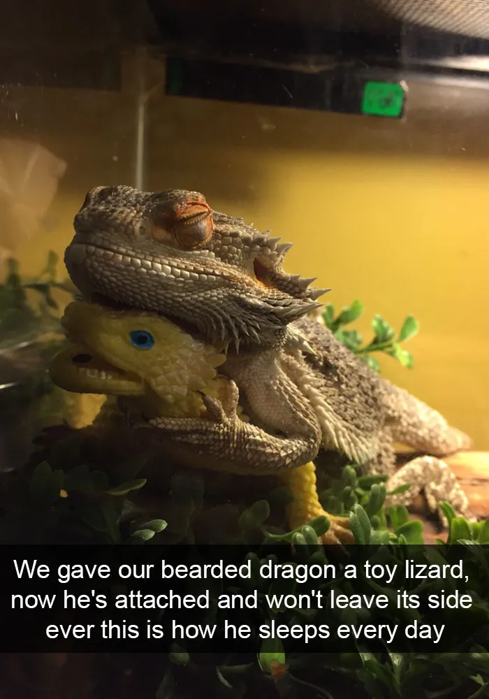 175 Hilarious Animal Snapchats Guaranteed To Make You Laugh Out Loud