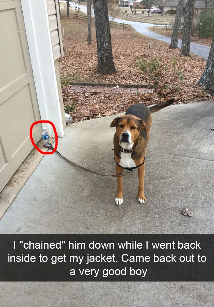 175 Hilarious Animal Snapchats Guaranteed To Make You Laugh Out Loud